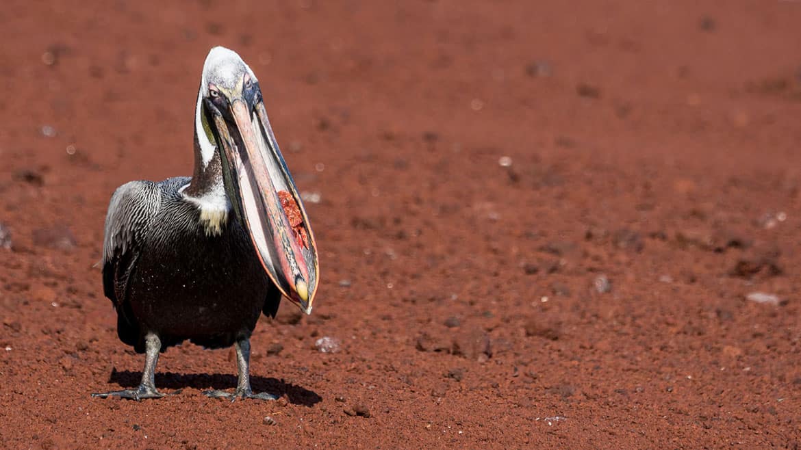 Don't change behavior! 1 The brown pelican has choked on its fish