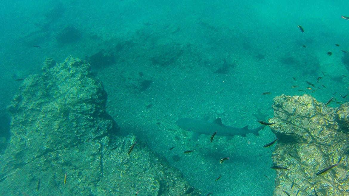 Don't change behavior! 3 A stately whitetip reef shark pulls its tracks