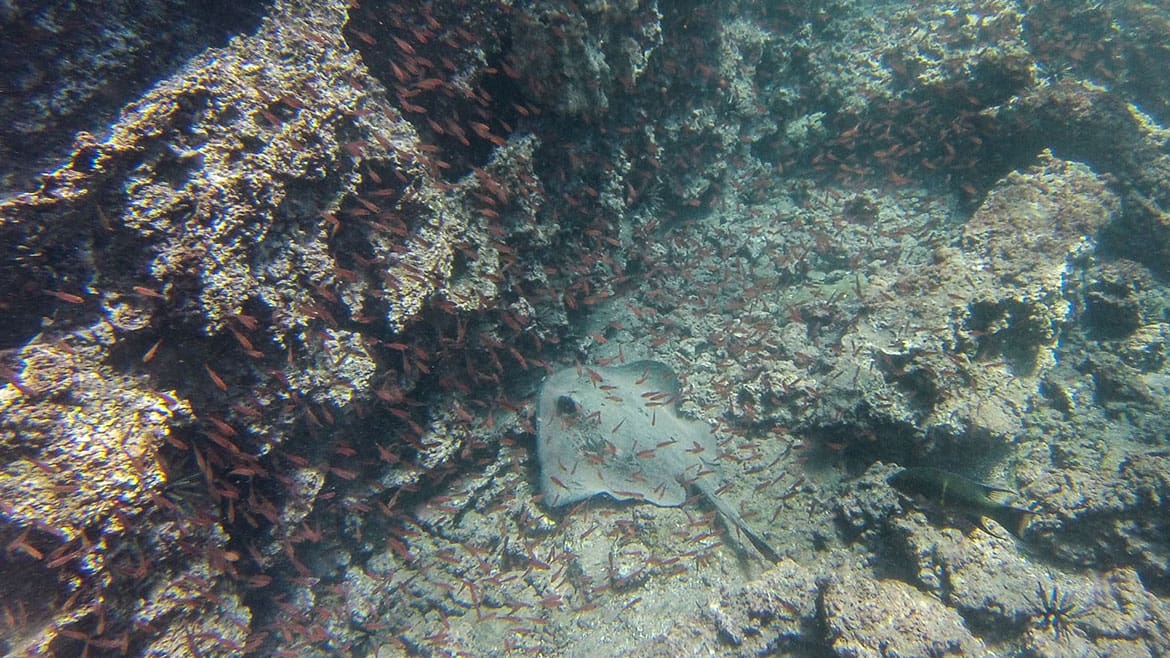 Don't change behavior! 4th A stingray in the shallow water