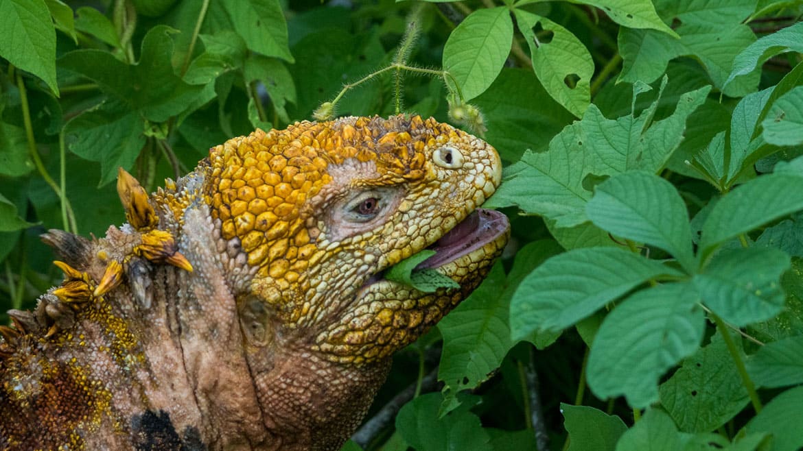 Don't change behavior! 6th Eating glandular head