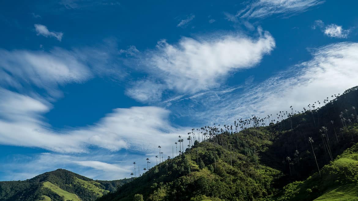 Kolibri-Paradies Valle de Cocora 1 Die Hänge des Valle de Cocora