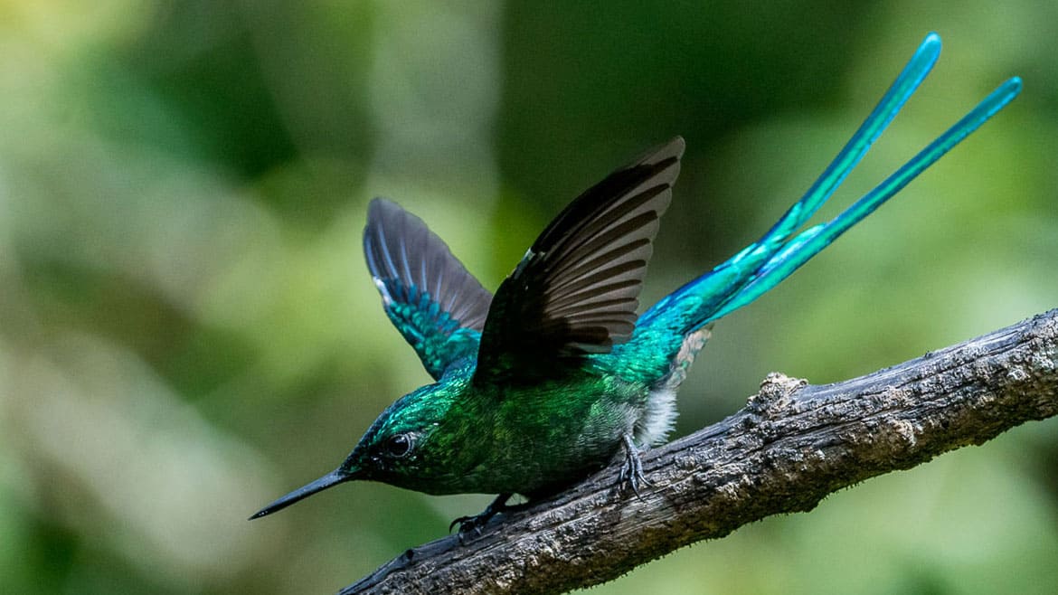 Kolibri-Paradies Valle de Cocora 4 Ein kleiner lässt sich von den grösseren nicht gefallen