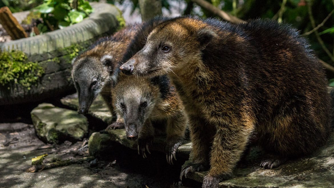 Kolibri-Paradies Valle de Cocora 6 Familie Quati