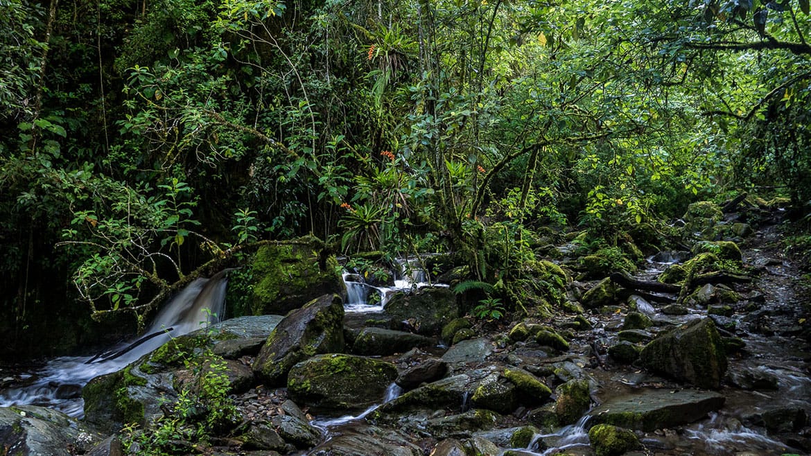 Kolibri-Paradies Valle de Cocora 2 Entlang des wunderbaren Bachlaufes