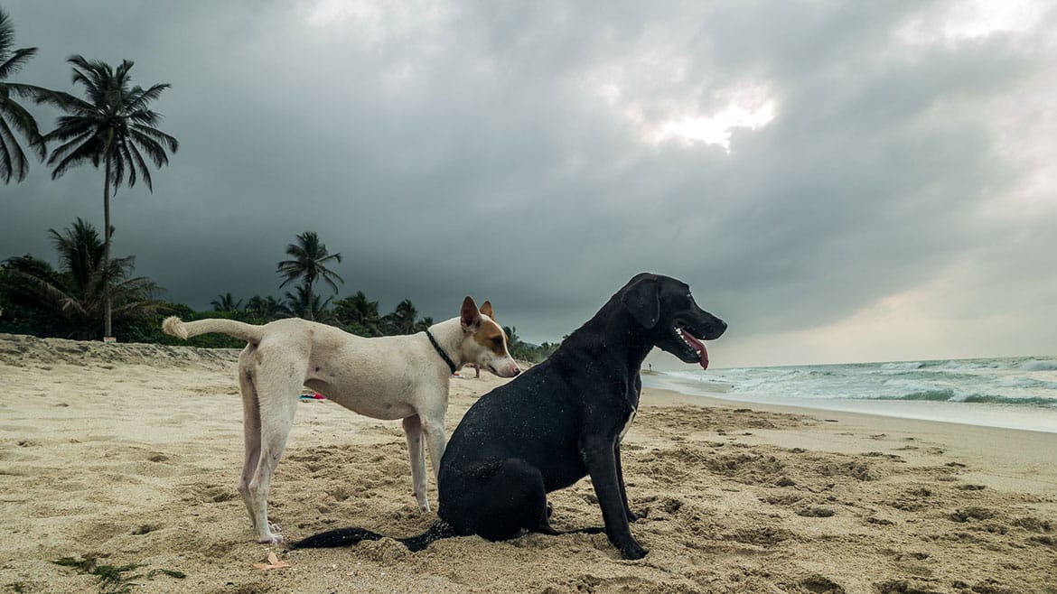 Champions League Final under the palm trees of Palomino 1 Palomino beach dogs