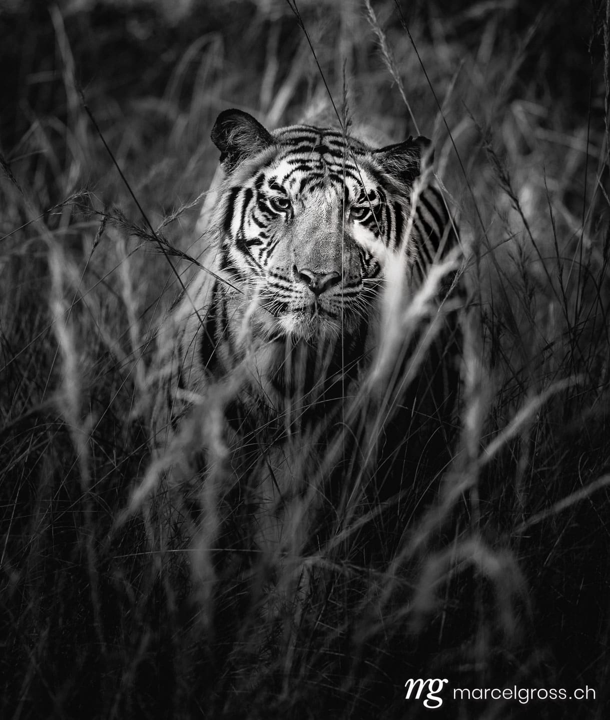 Tiger Bilder. hiding in long grass. Marcel Gross Photography