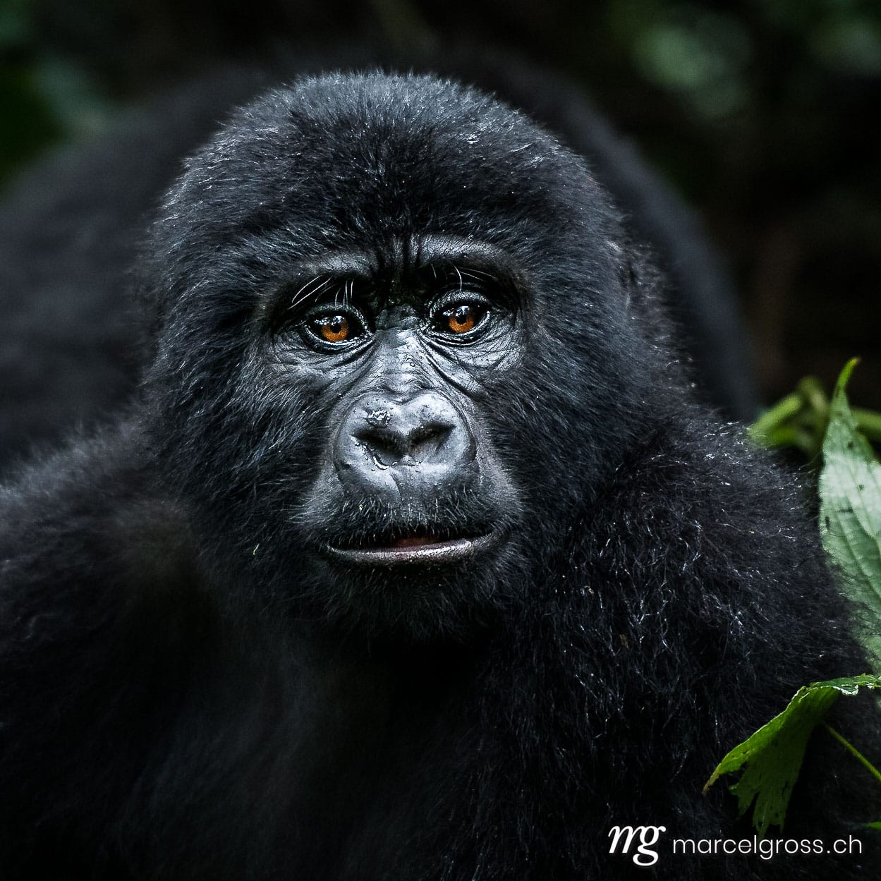 Uganda Bilder. portrait of a young gorilla in Bwindi Impenetrable National Park, Uganda. Marcel Gross Photography