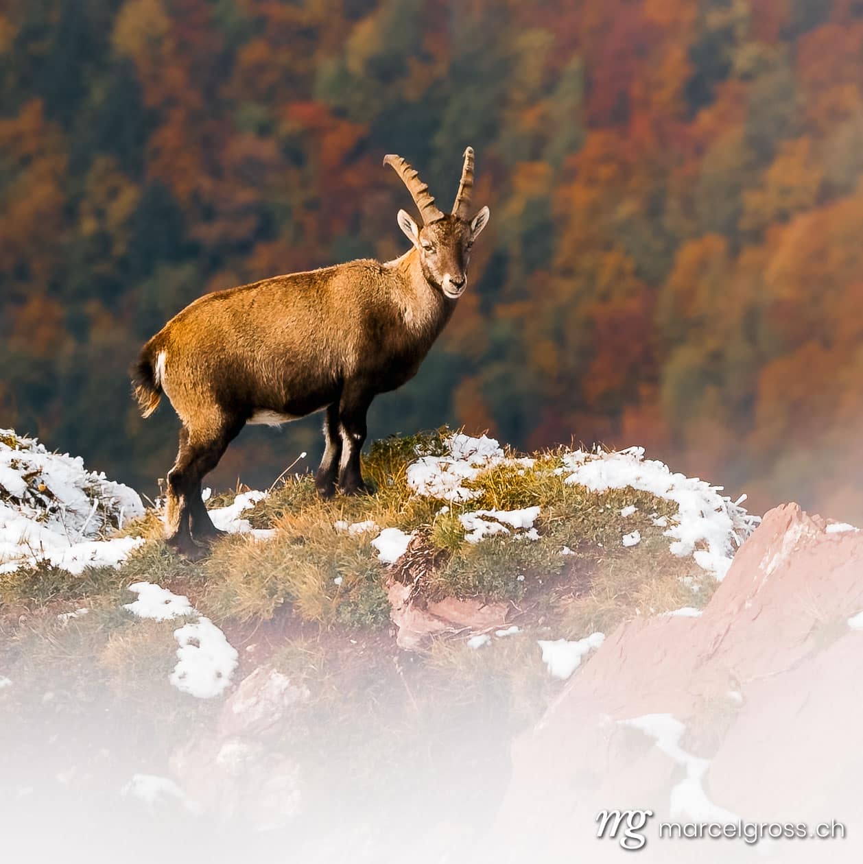 beautiful male ibex overlooking autumn forest in Chablais Valaisan. Taken by Marcel Gross Photography