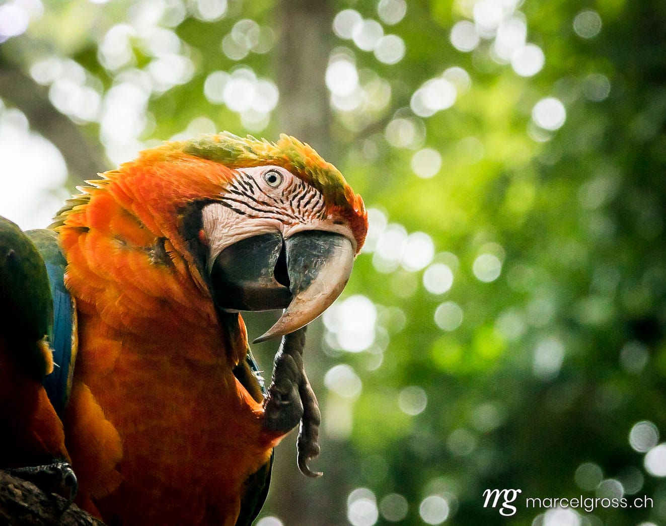 . portrait of a macaw at Iguazu Falls. Marcel Gross Photography