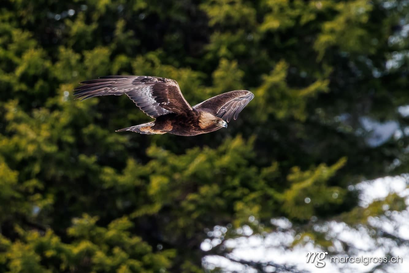 swiss bird pictures. . Marcel Gross Photography