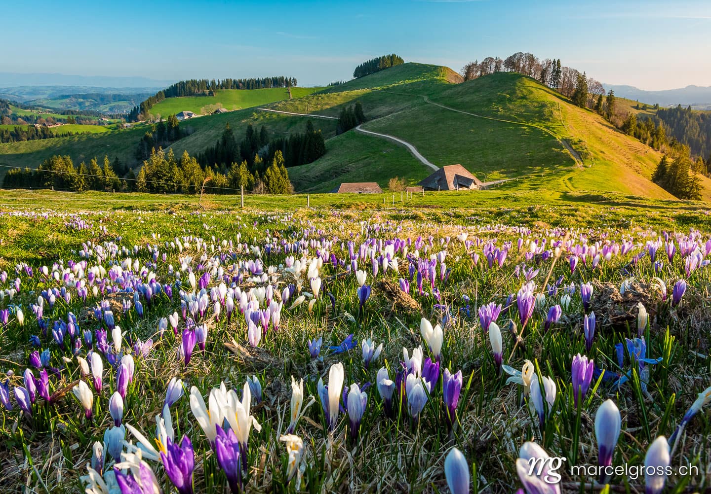 . Bauernhof auf dem Rämisgummen während der Krokusblüte, Emmental. Marcel Gross Photography