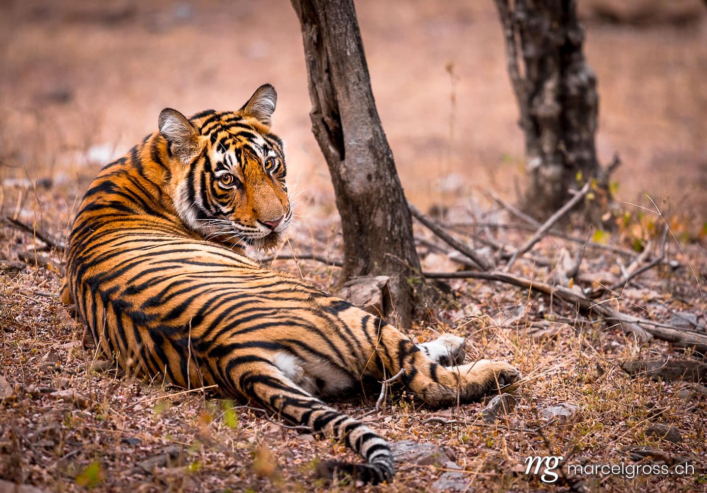 Tiger Bilder. Subadult Tiger in Ranthambore Nationalpark. Marcel Gross Photography