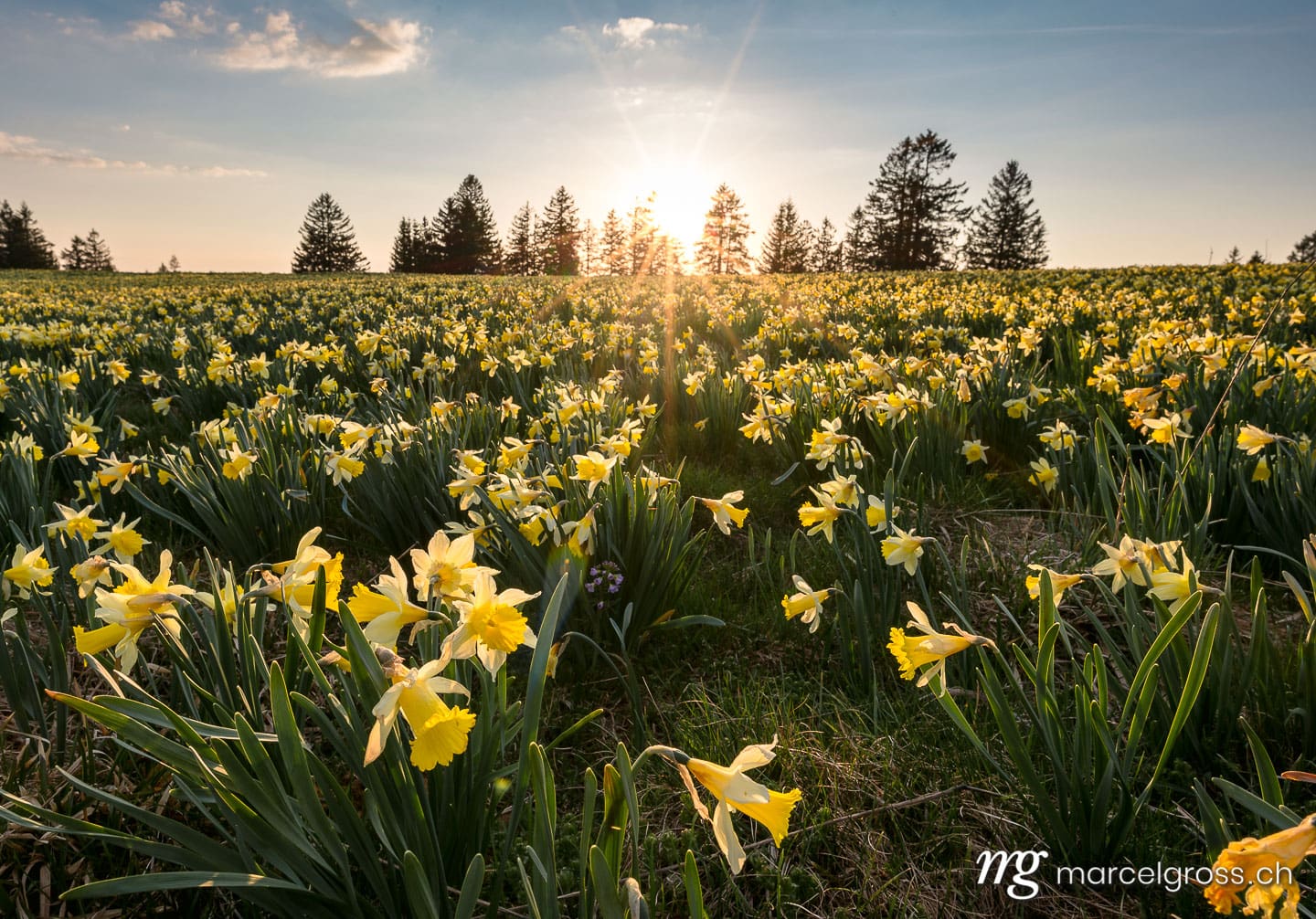 . Jura Narzisse im Sonnenuntergang. Marcel Gross Photography