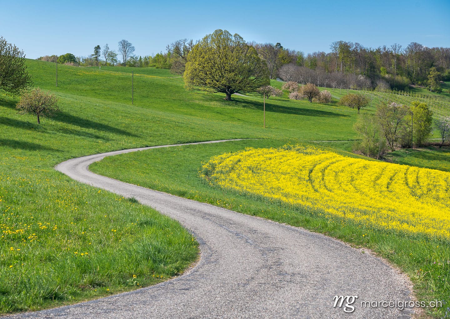 Frühlingsbilder Schweiz. s-curve with giant oak tree in spring. Marcel Gross Photography