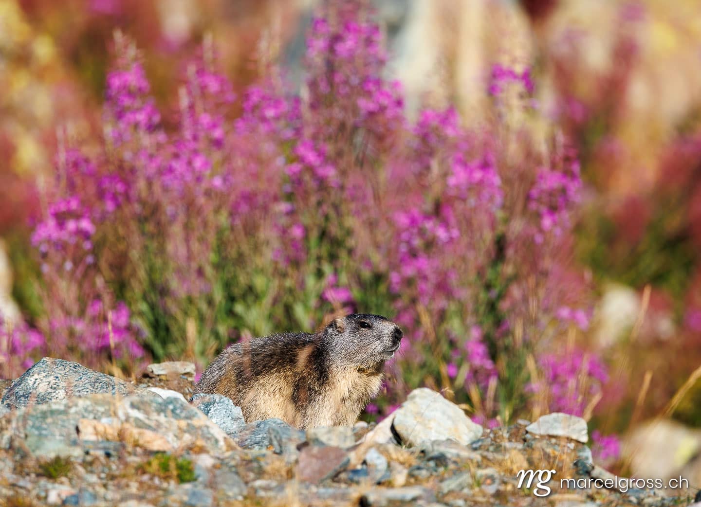 . alpine marmot (marmota marmota in front of flowering fireweed. Marcel Gross Photography