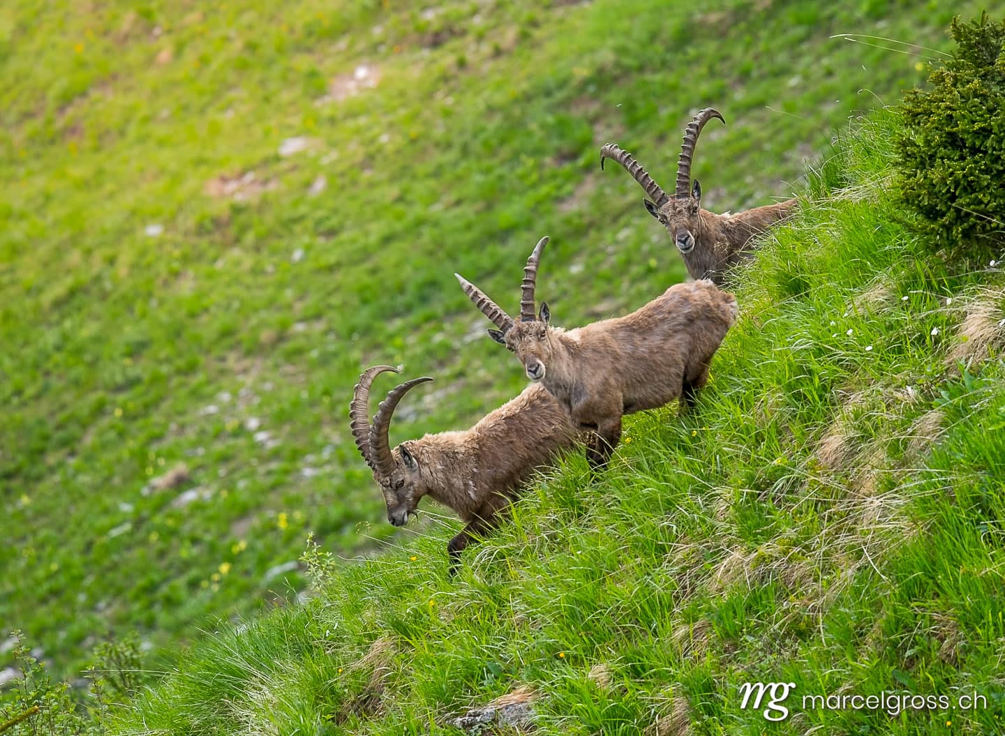 Steinbock Bilder. three male ibex in the Bernese Alps. Marcel Gross Photography