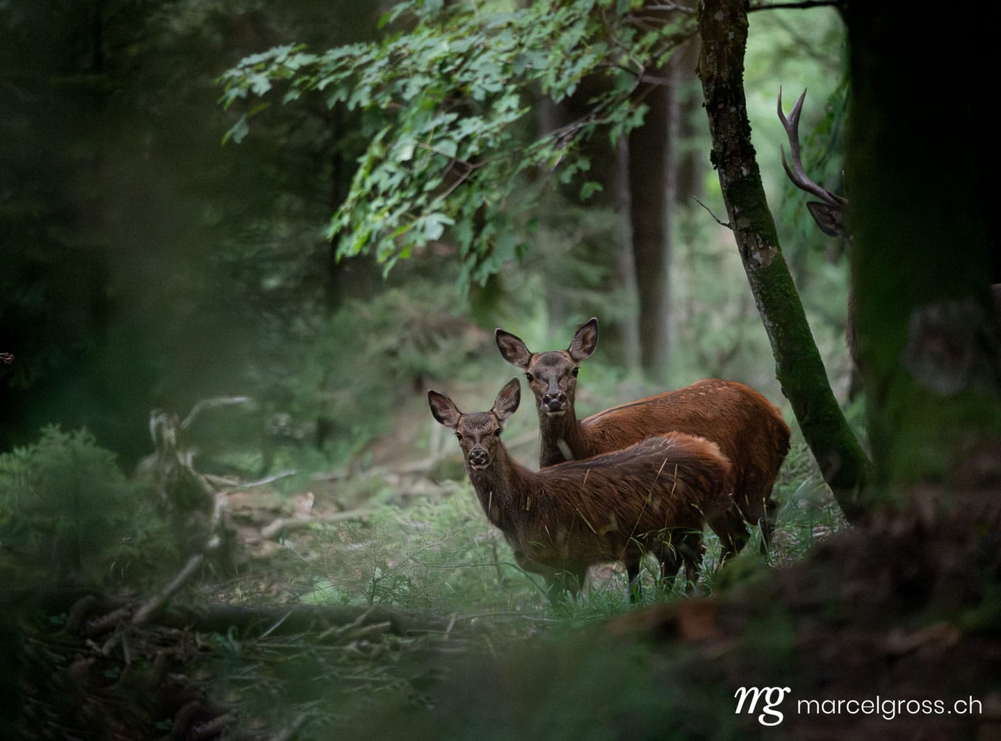 Red deer Switzerland. Red deer mother with fawn in autumn in the forest of the Bernese Alps. Marcel Gross Photography