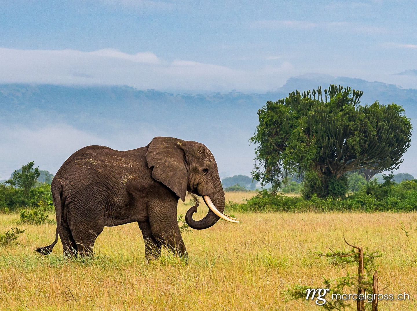 Uganda Bilder. giant male African Elephant spaying dust on his back in Queen Elizabeth National Park, Uganda. Marcel Gross Photography