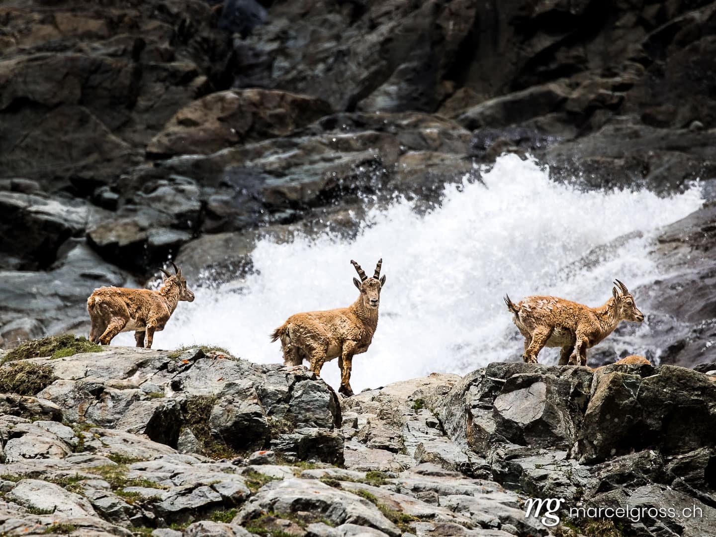 . . Marcel Gross Photography