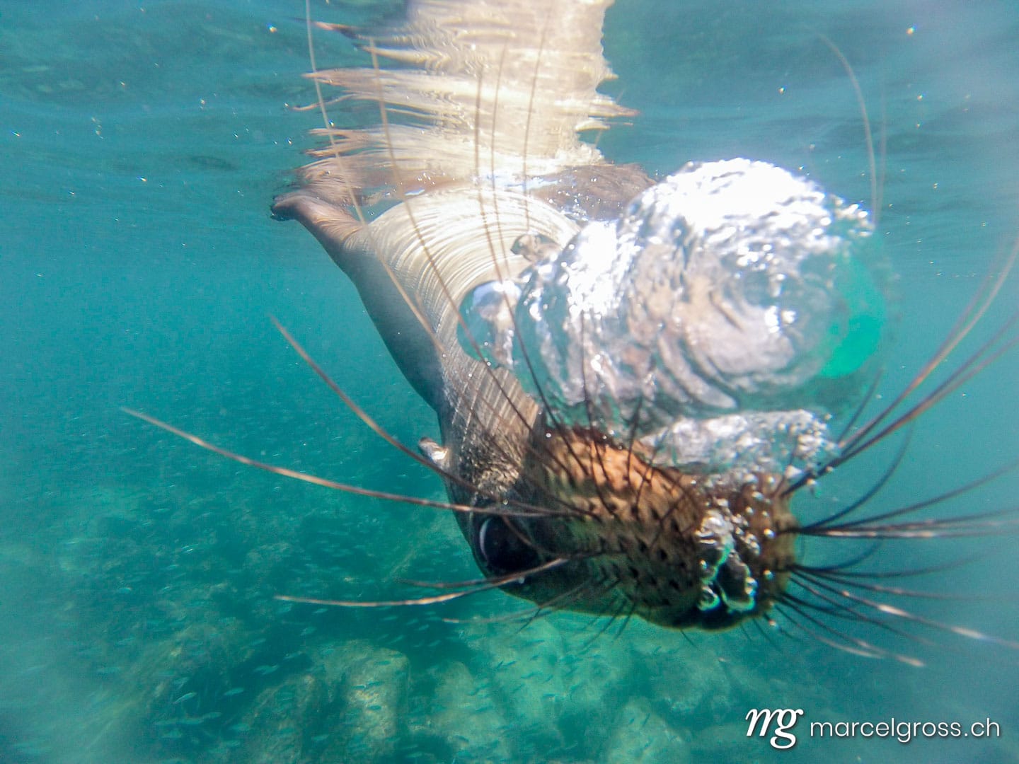 a bubblying sealion baby