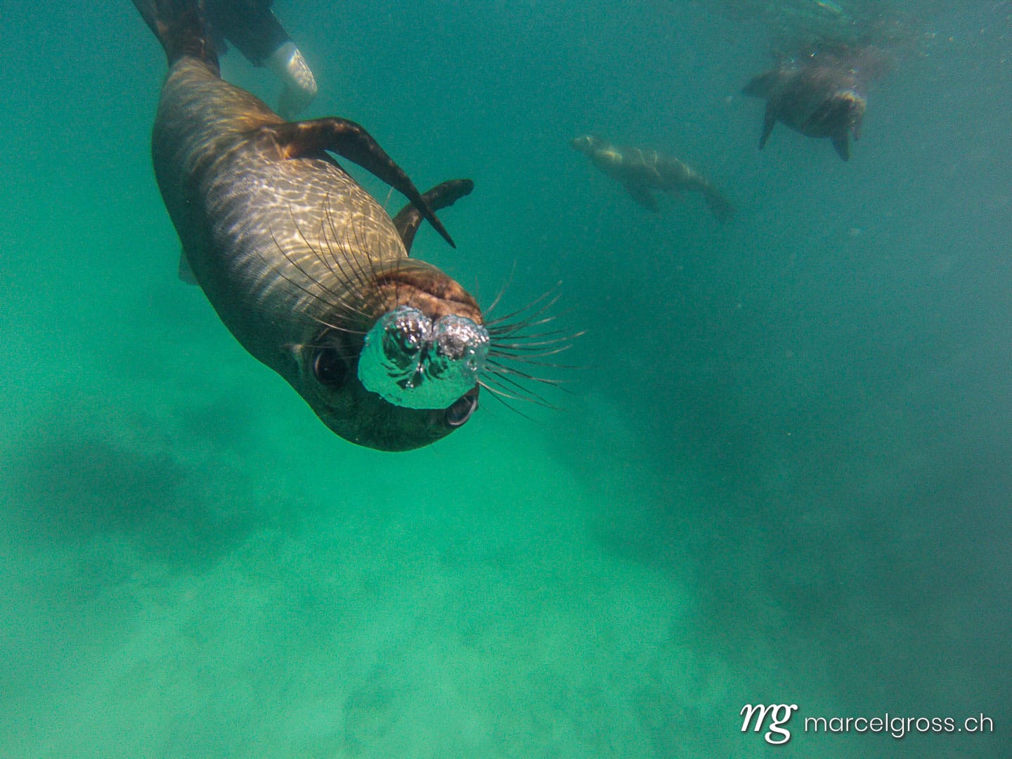 . Schnorcheln mit jungen, neugierigen Galapagos-Seelöwen, Isla Lobos, Galapagos. Marcel Gross Photography