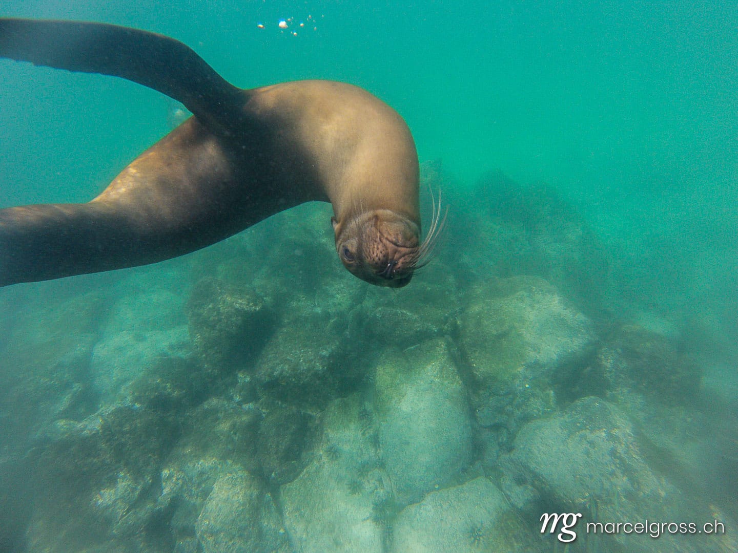 . Schnorcheln mit jungen, neugierigen Galapagos-Seelöwen, Isla Lobos, Galapagos. Marcel Gross Photography
