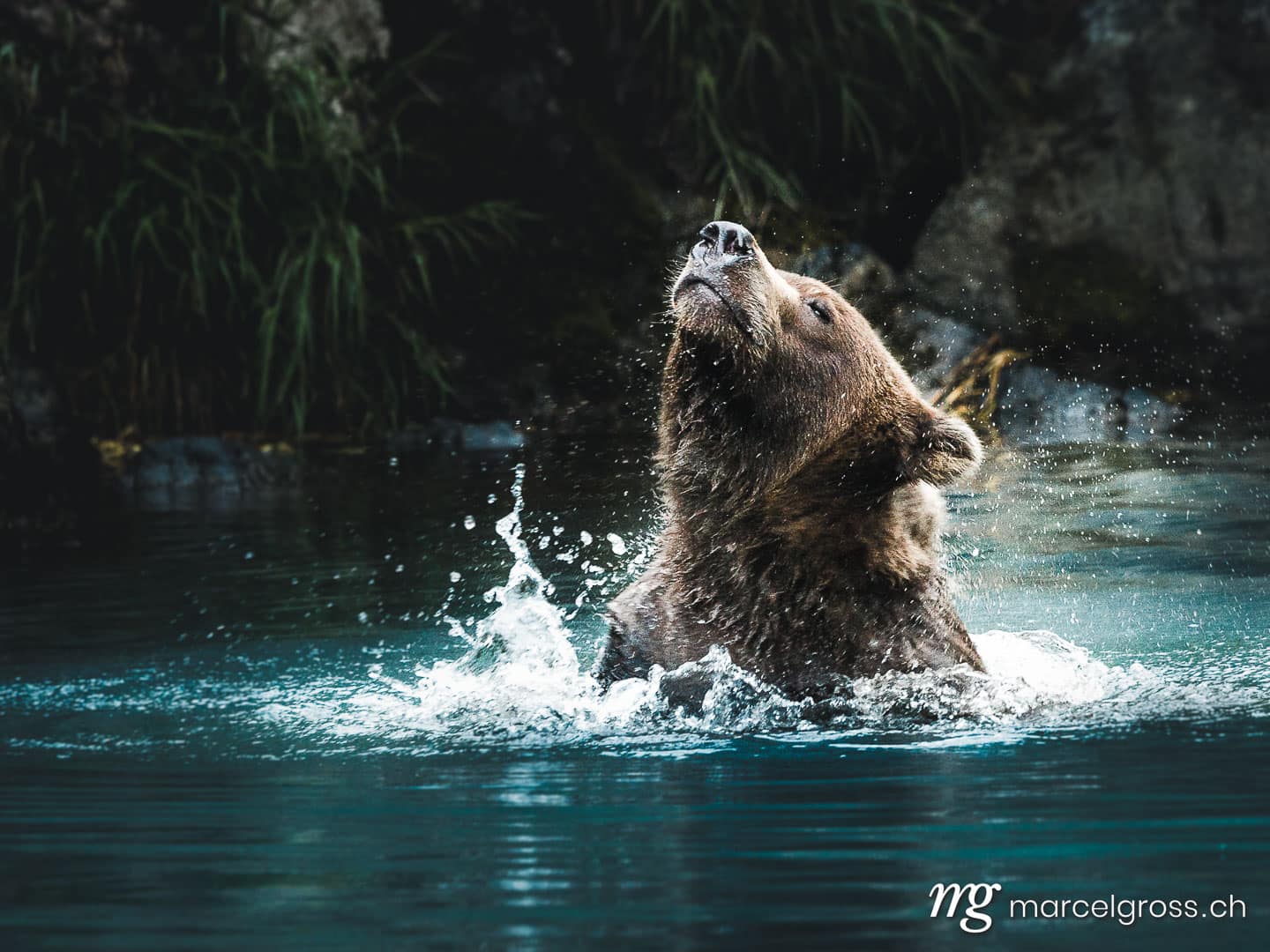 . grizzly bear shaking off the water from his head, Lake Clark National Park, Alaska. Marcel Gross Photography