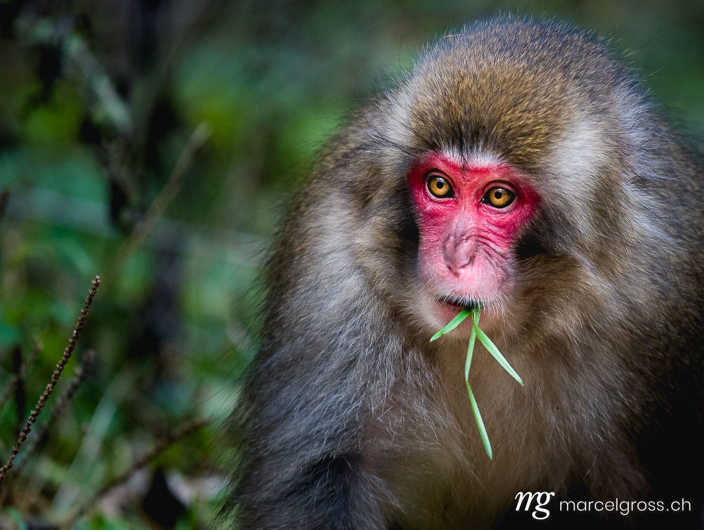 . red faced snow monkey in Kamikochi, Japanese Alps, Chubu Sangaku National Park. Marcel Gross Photography