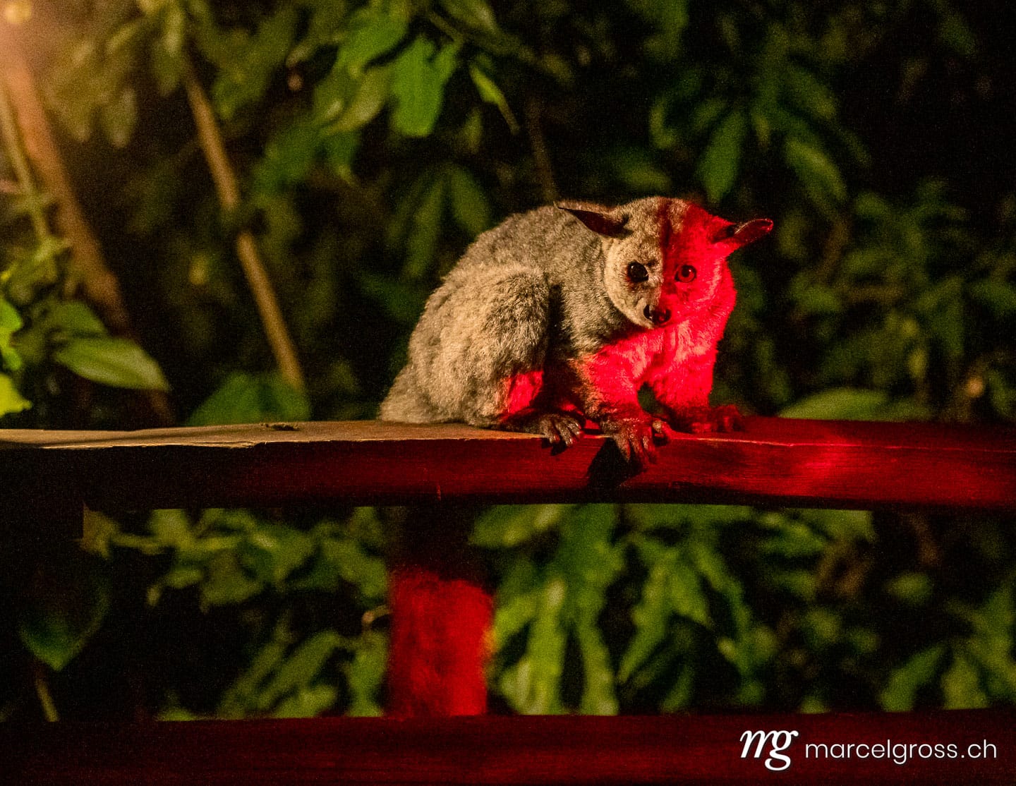 Uganda Bilder. greater galago at night in Lake Mburo National Park, Uganda. Marcel Gross Photography