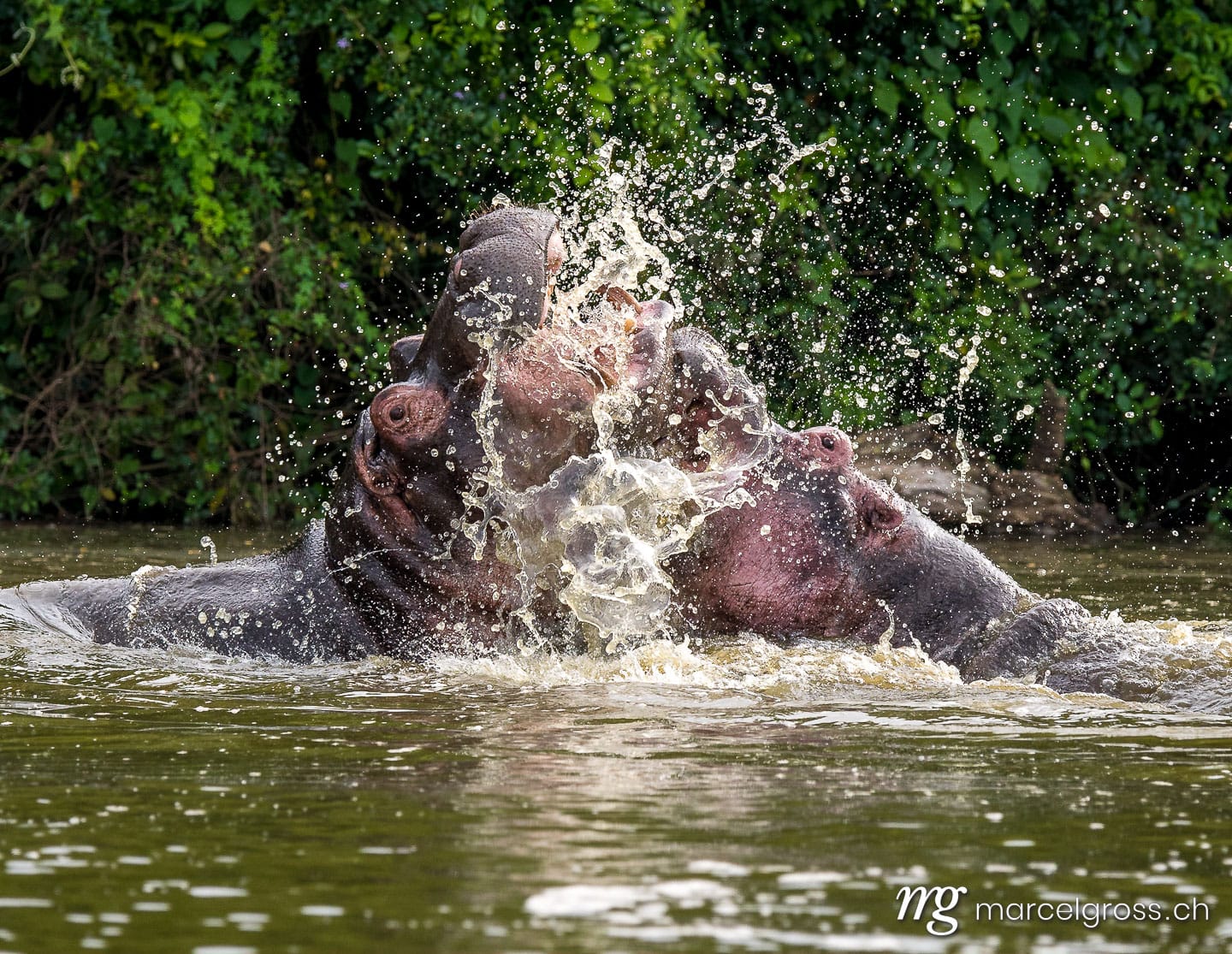 Uganda Bilder. two fighting hippos over their hierarchy in Lake Mburo National Park, Uganda. Marcel Gross Photography
