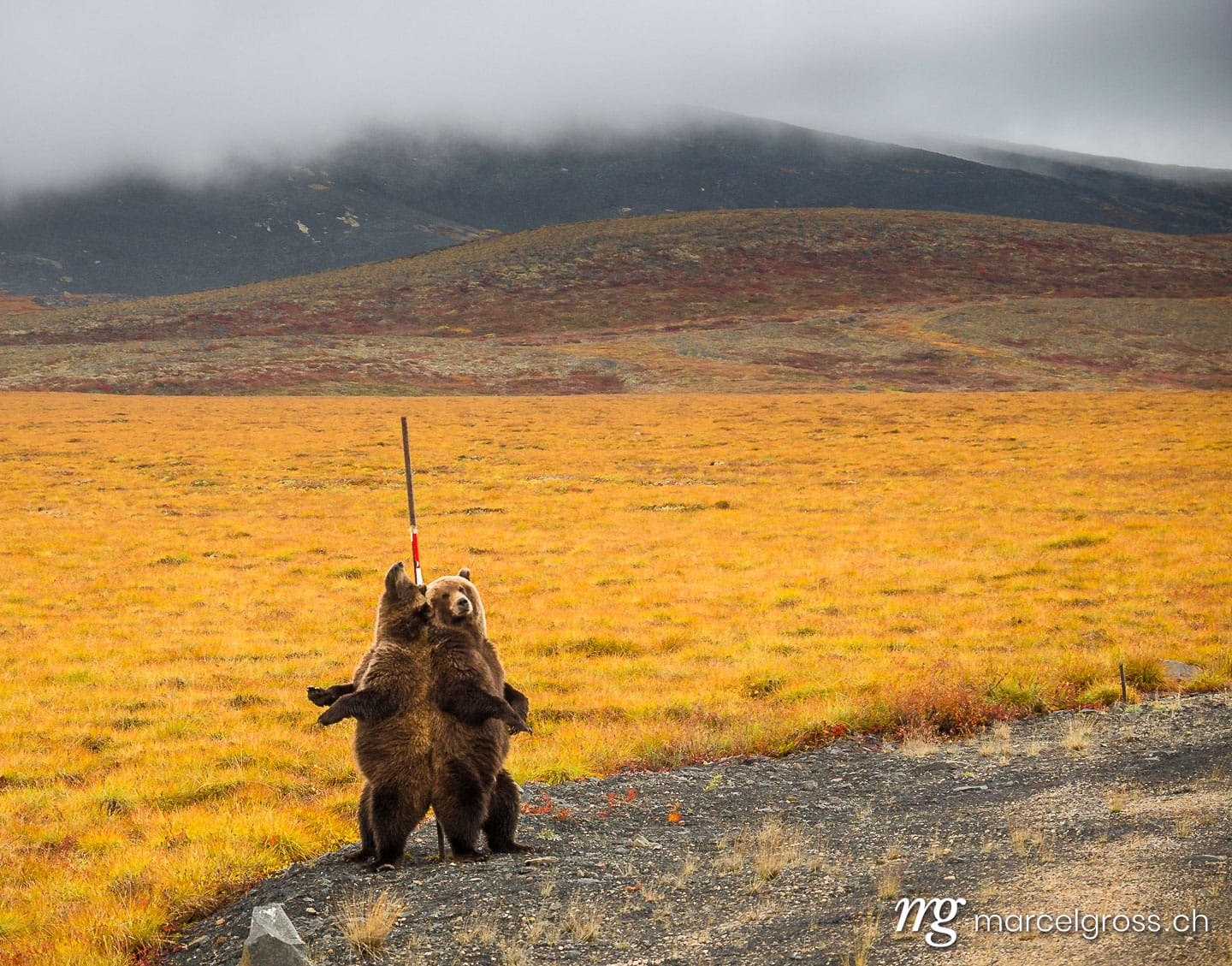 . mom and cub. Marcel Gross Photography