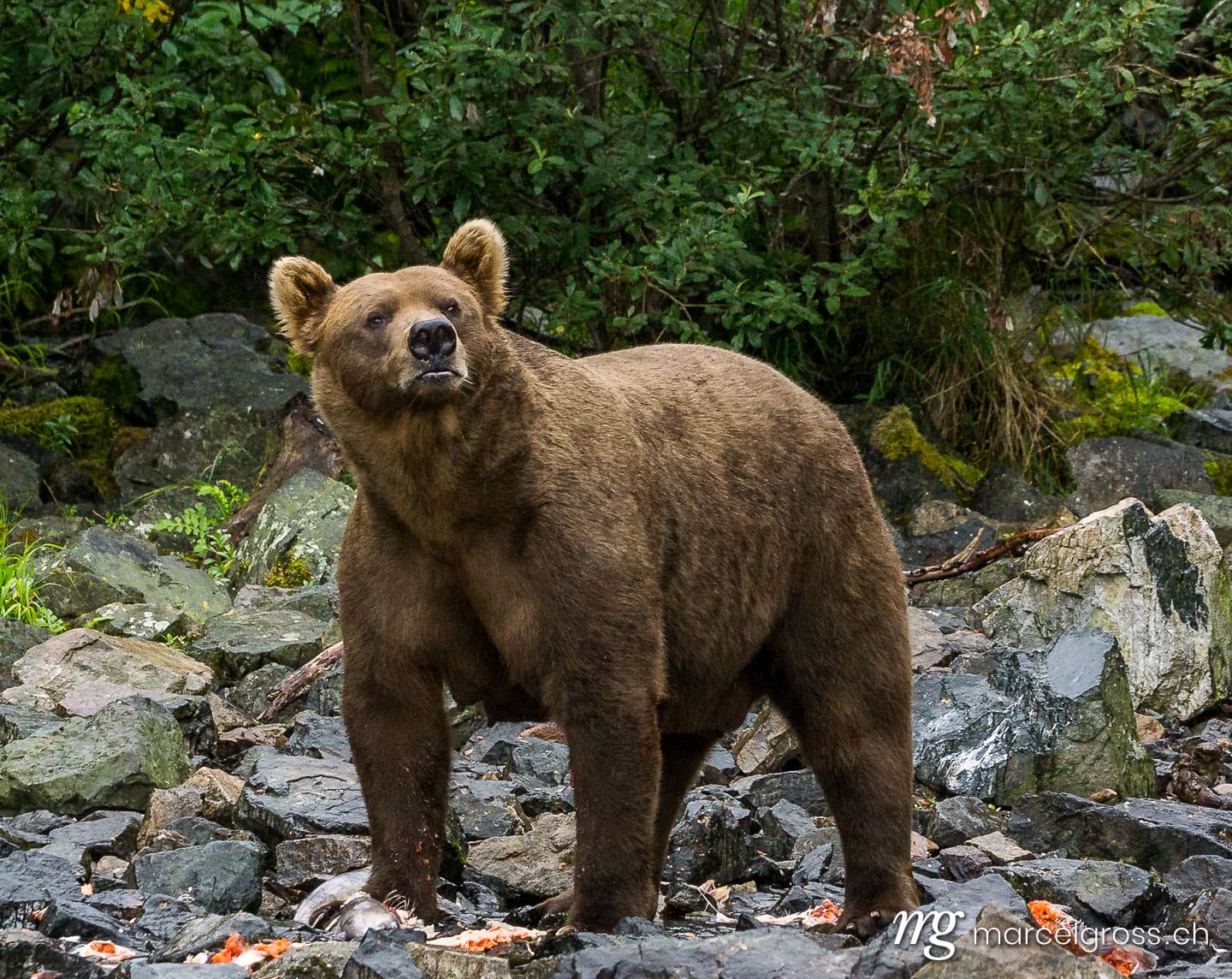 . giant mother bear. Marcel Gross Photography