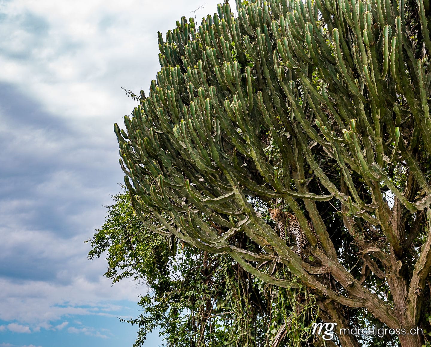 Uganda Bilder. leopard on a Euphorbia tree in Queen Elizabeth National Park, Uganda. Marcel Gross Photography