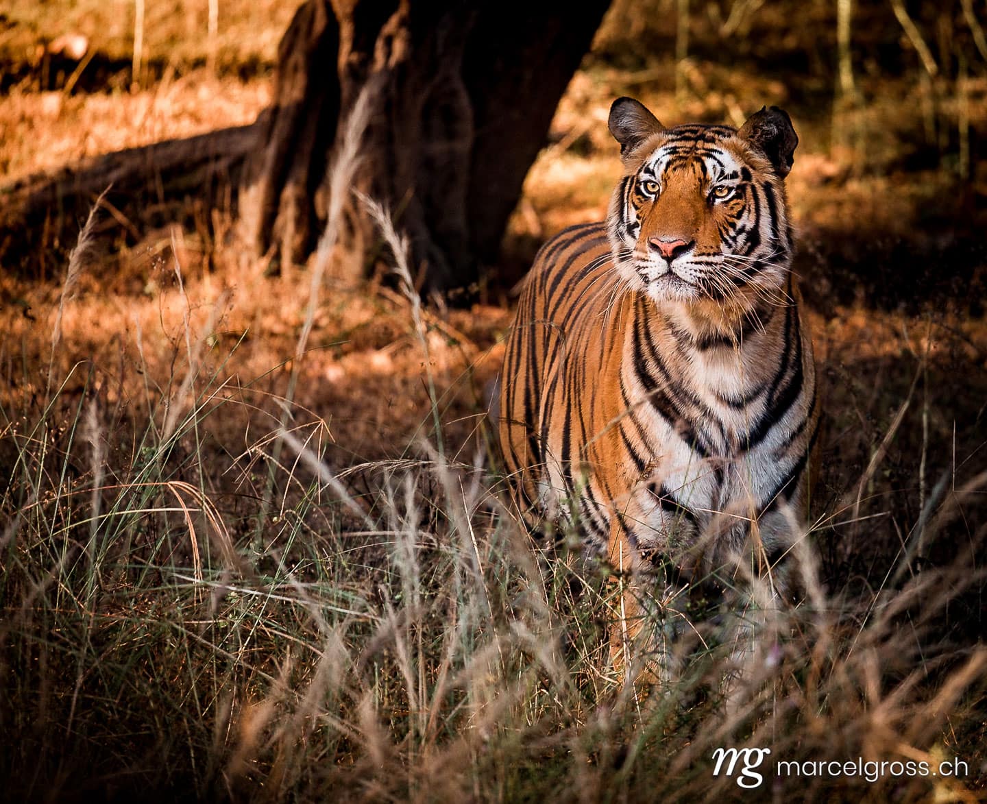 Tiger Bilder. Bengal Tiger in high grass in Bandhavgarh National Park, Madhya Pradesh. Marcel Gross Photography