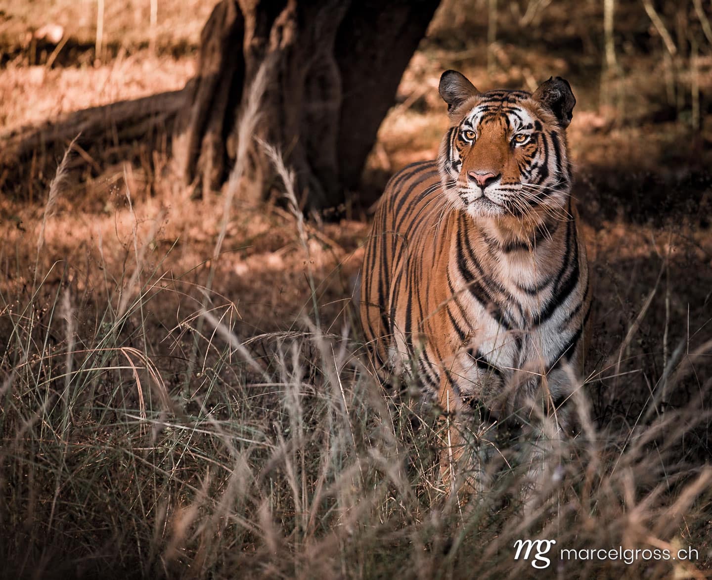 Tiger Bilder. Bengal Tiger in high grass in Bandhavgarh National Park, Madhya Pradesh. Marcel Gross Photography