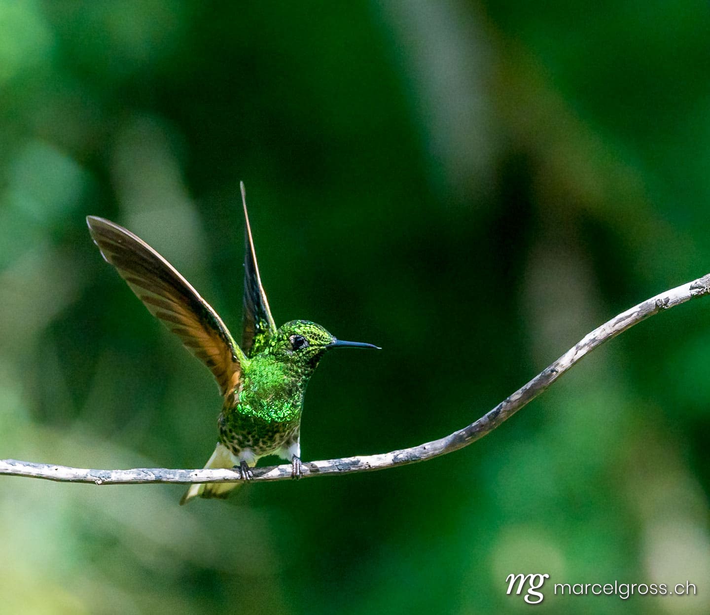 . Kolibri im Reserva Natural Acaime nahe Salente, Zona Cafetera, Kolumbien. Marcel Gross Photography