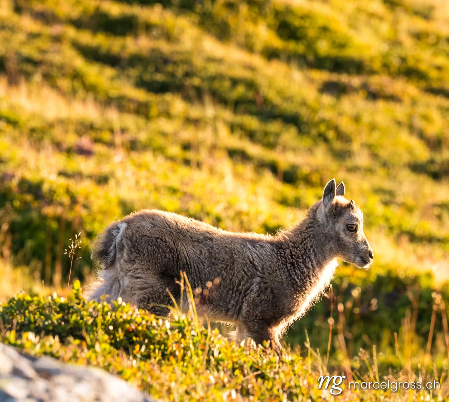 Steinbock Bilder. Steinbock Jungtier auf Alpwiese. Marcel Gross Photography