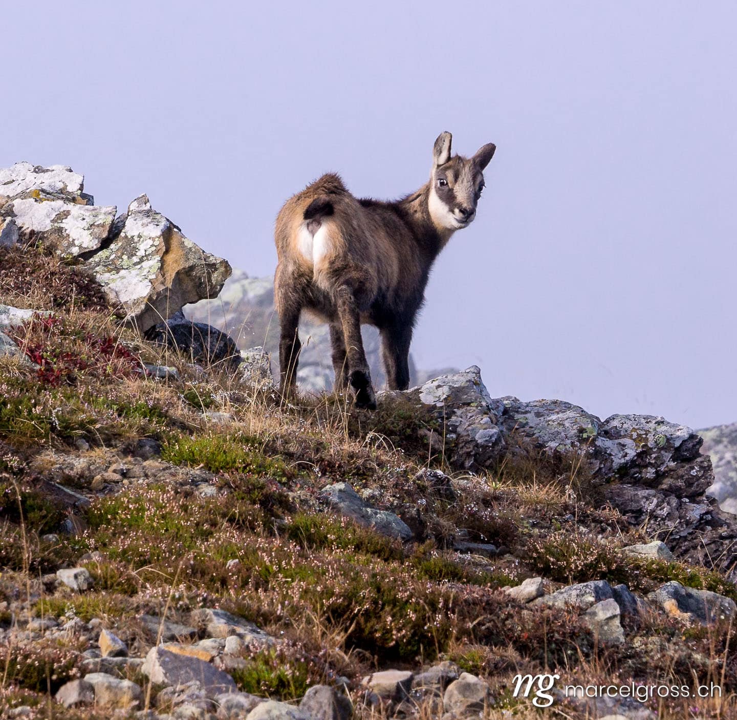Wildtiere der Schweiz. whats going on. Marcel Gross Photography