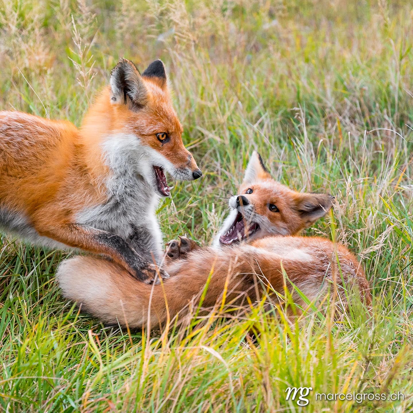 . Redfox in Shiretoko National Park, Hokkaido. Marcel Gross Photography