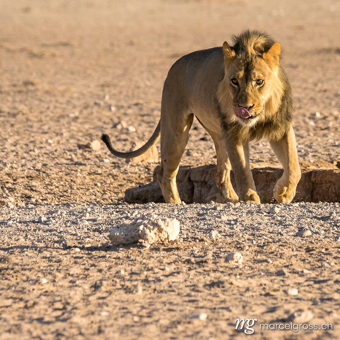 Löwen Bilder. Stattliches Kalahari-Löwen-Männchen. Marcel Gross Photography