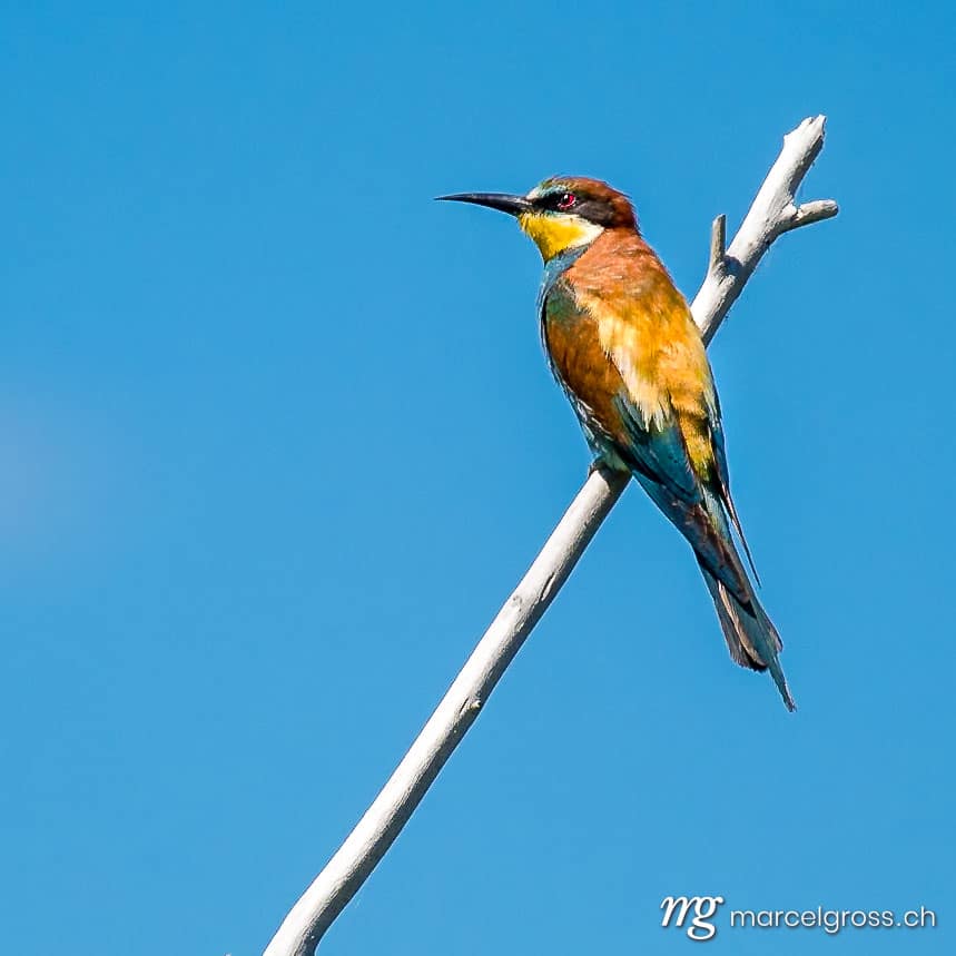 Swiss Beeater in Leukerfeld on a branch. Vogel Bilder Schweiz (c) Marcel Gross Photography