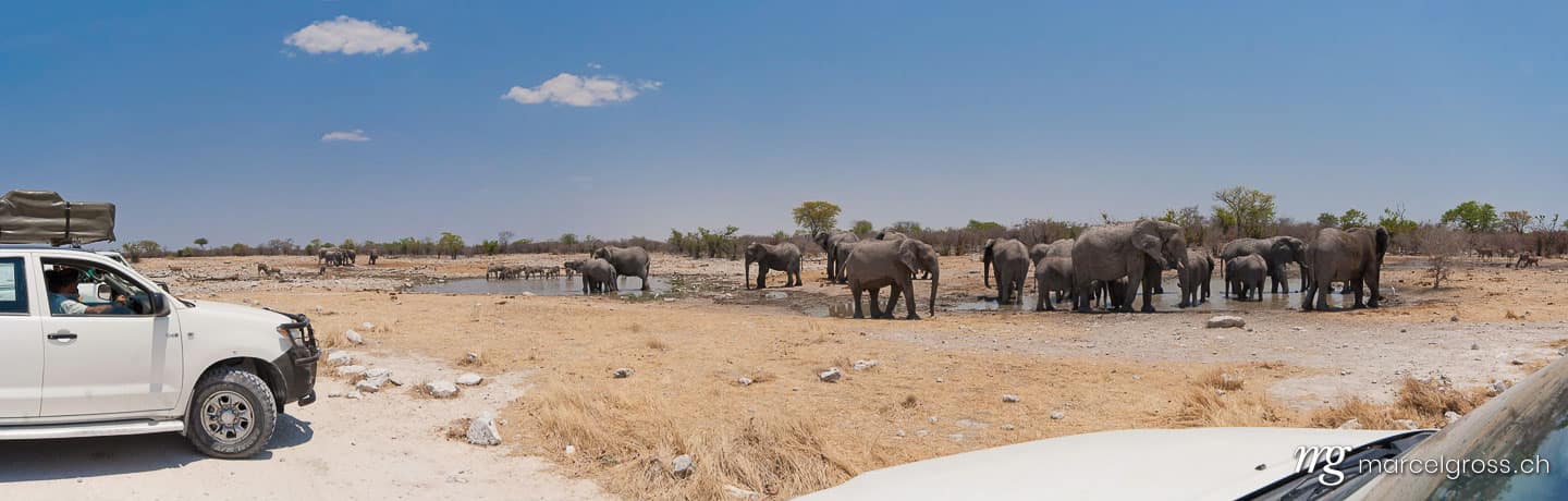 . African Elephants at a waterhole. Marcel Gross Photography