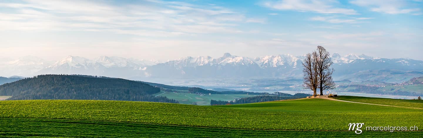 Panoramabilder Schweiz. view from Ballenbühl with meadow and giant trees and the Range of Niesen and Stockhorn in the distance. Marcel Gross Photography