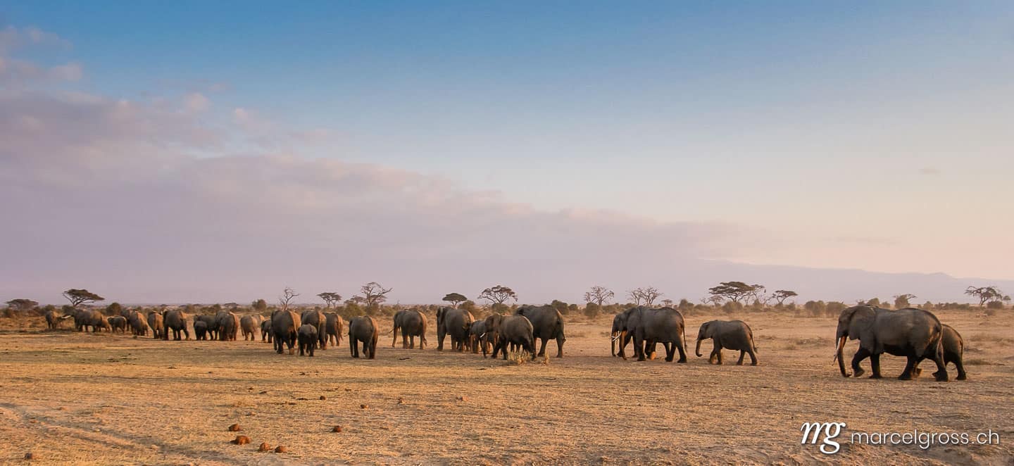 . Elefanten-Herde im Amboseli Nationalpark. Marcel Gross Photography
