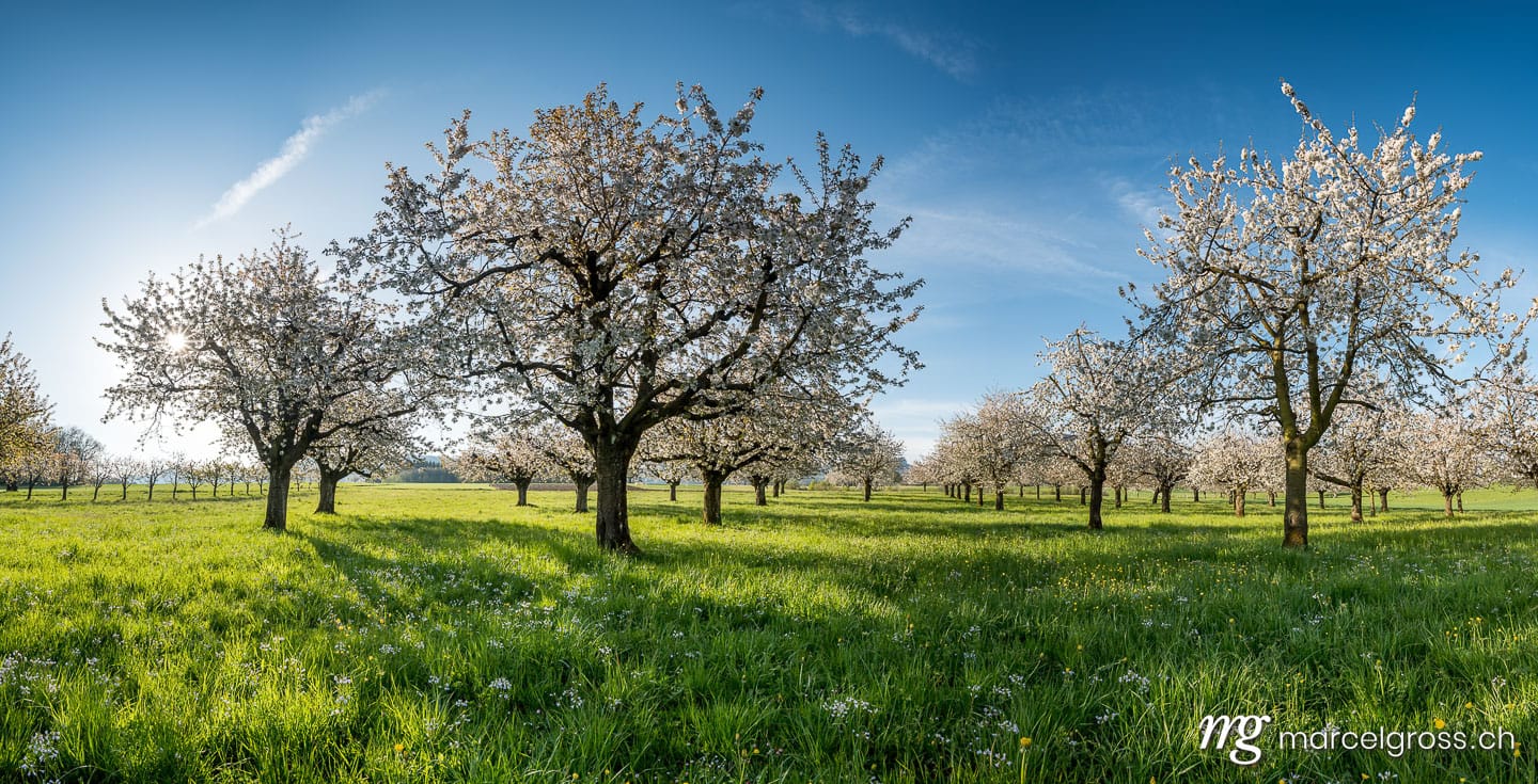 Panoramabilder Schweiz. sun shining into cherry orchard in Baselland in spring. Marcel Gross Photography