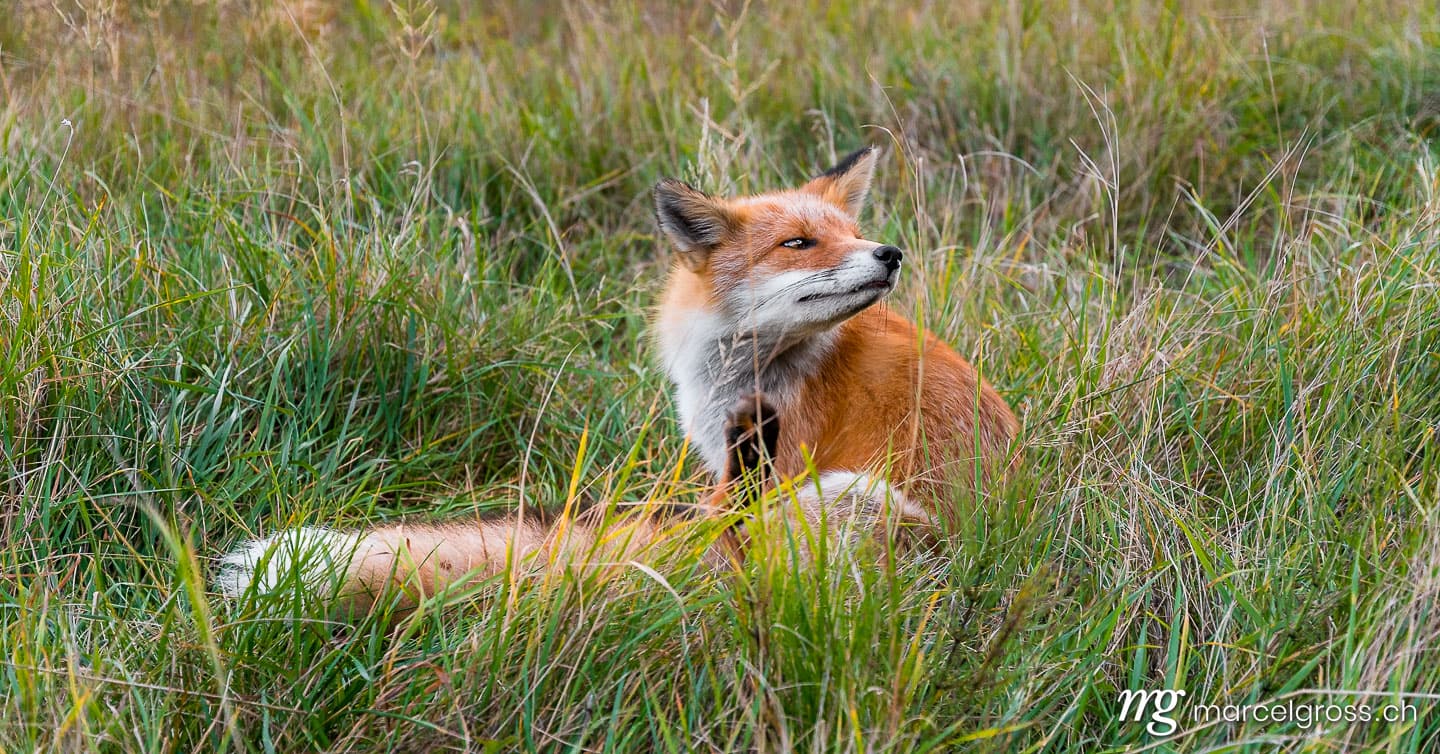 . Redfox in Shiretoko National Park, Hokkaido. Marcel Gross Photography