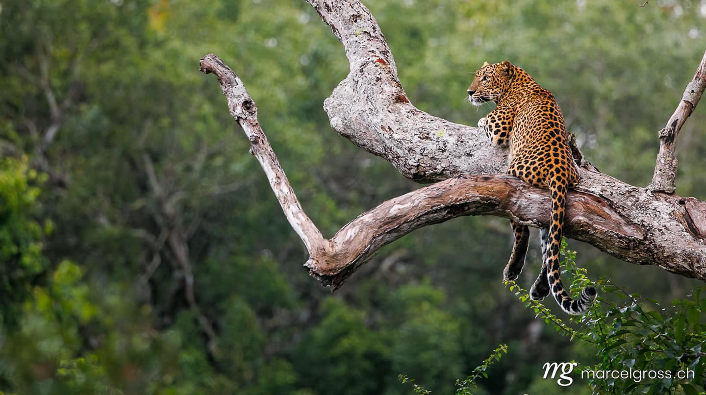 Leoparden Bilder. . Marcel Gross Photography