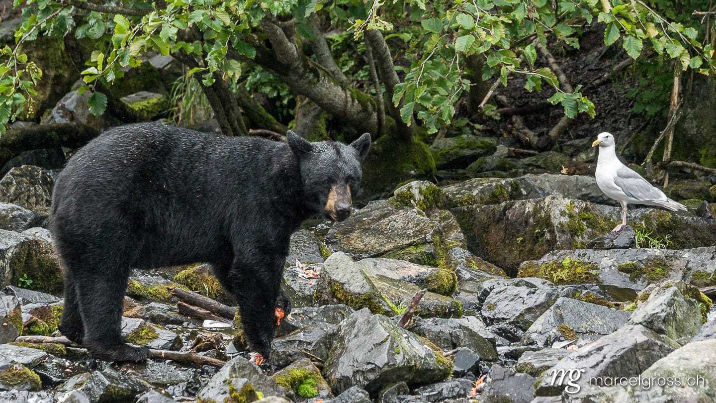 . Black bear with seagull in Lake Clark National Park, Alaska. Marcel Gross Photography