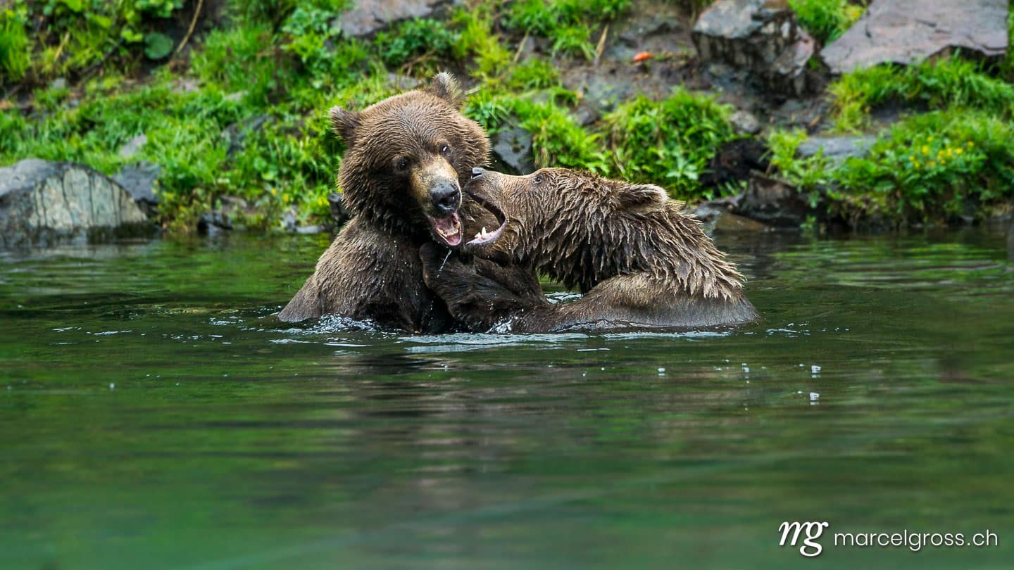 . Grizzly bear brothers playing in a lake in Lake Clark National Park, Alaska. Marcel Gross Photography