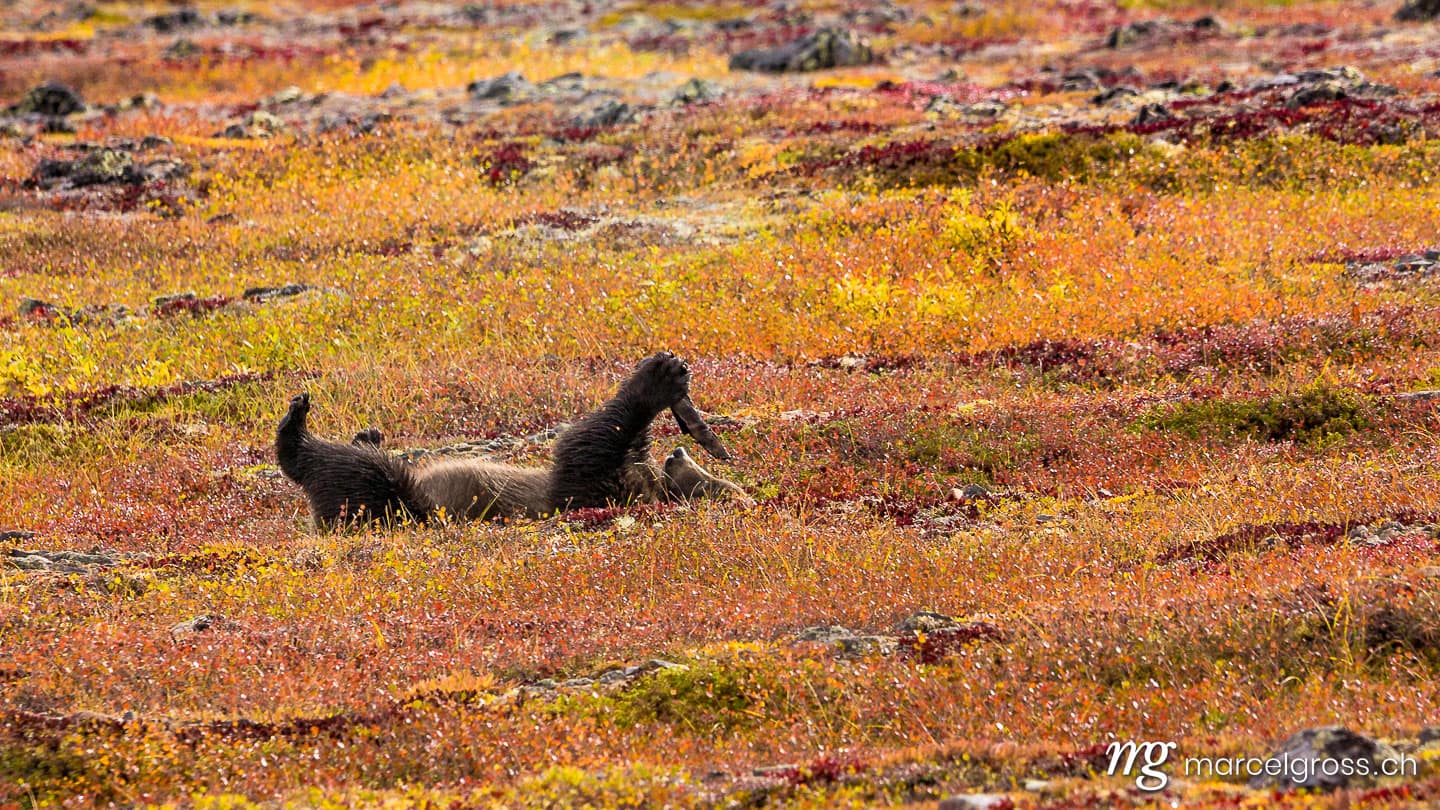 . playing with a peace of wood. Marcel Gross Photography